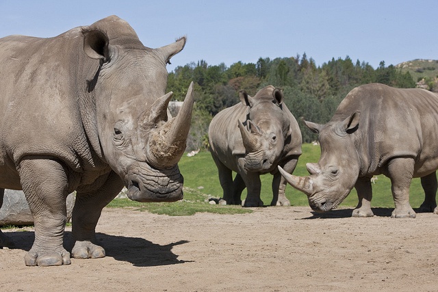 Crash of Rhinos