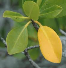mangrove-florida-everglade