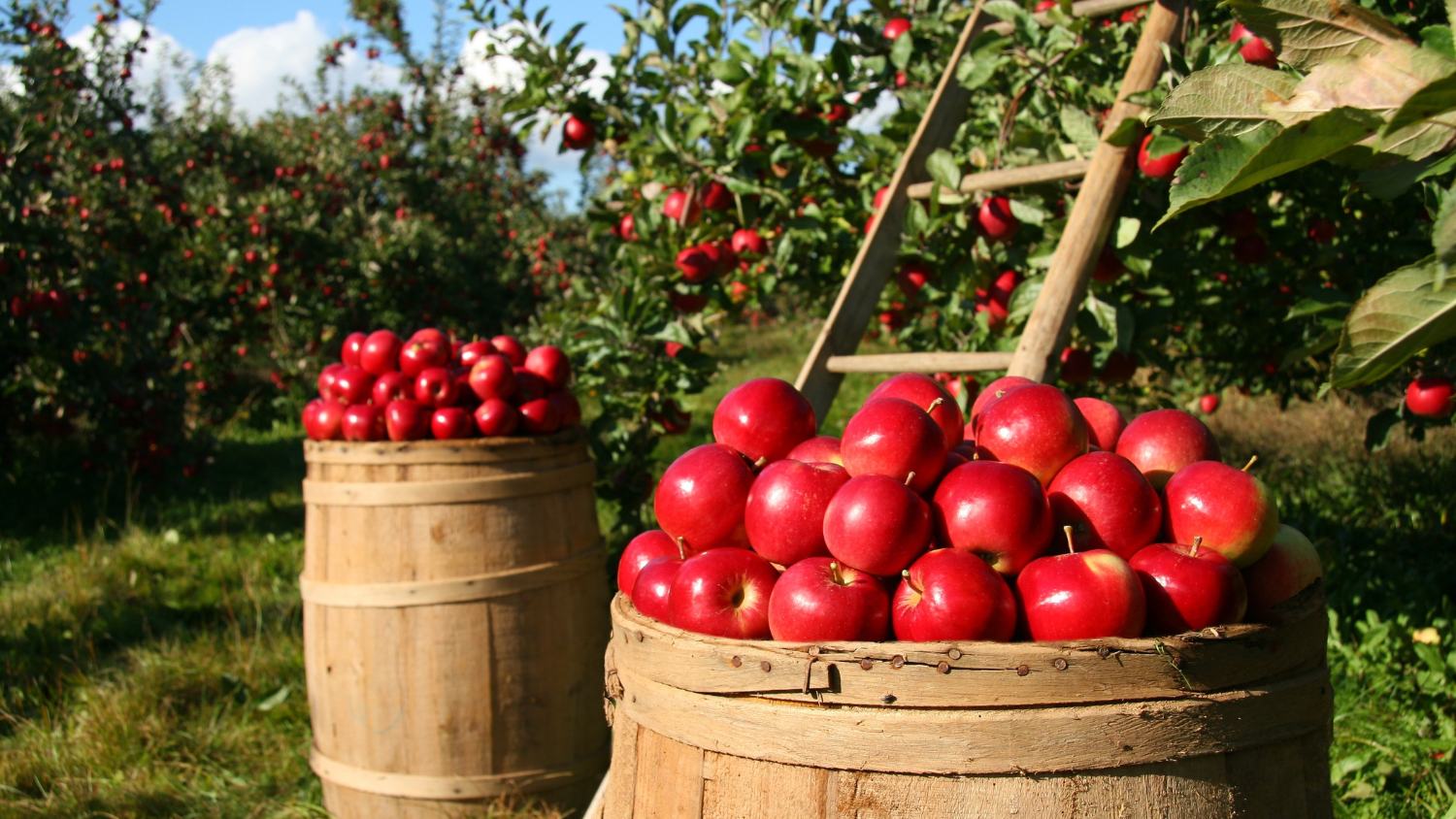 apple picking image