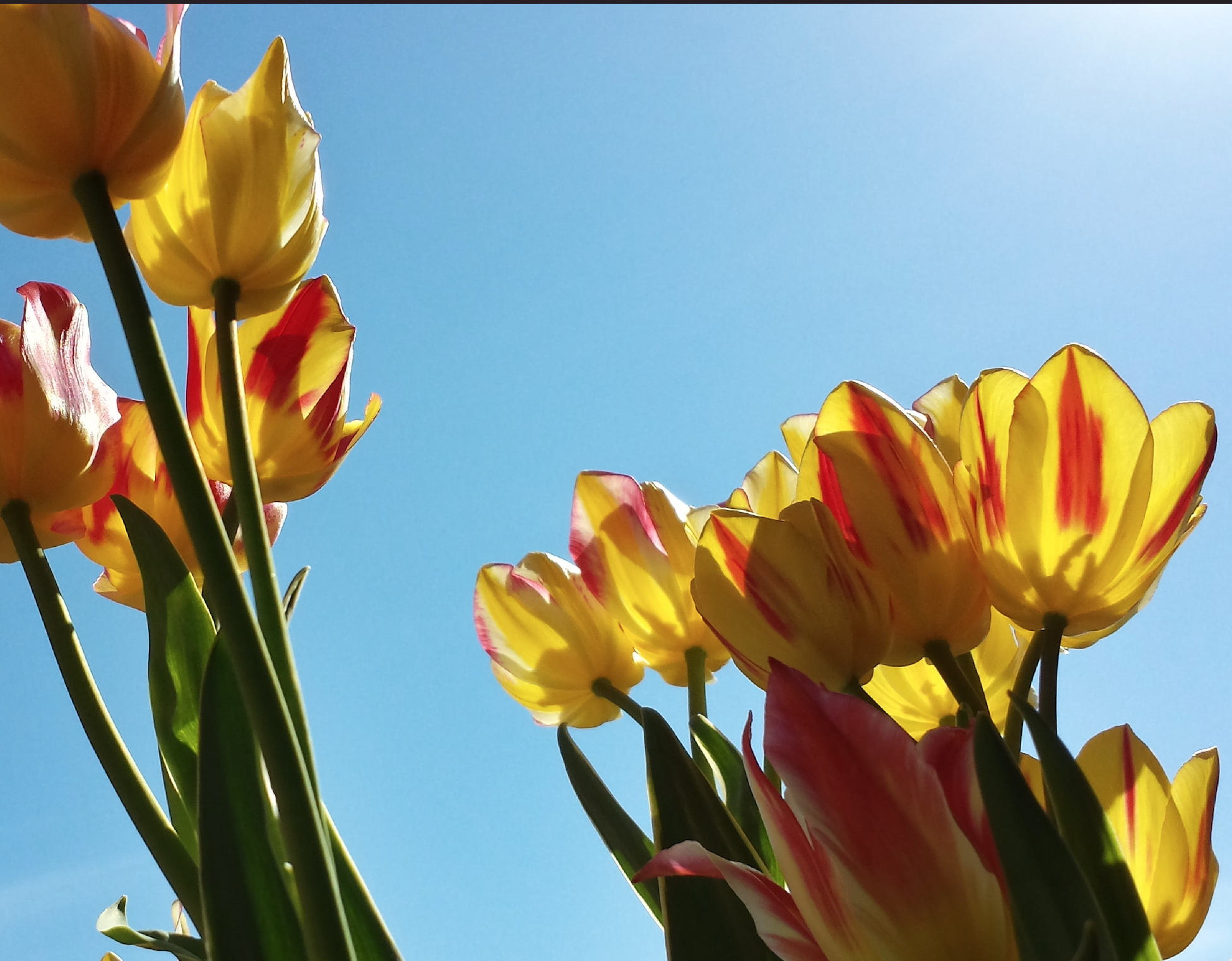 Easter Tulips image