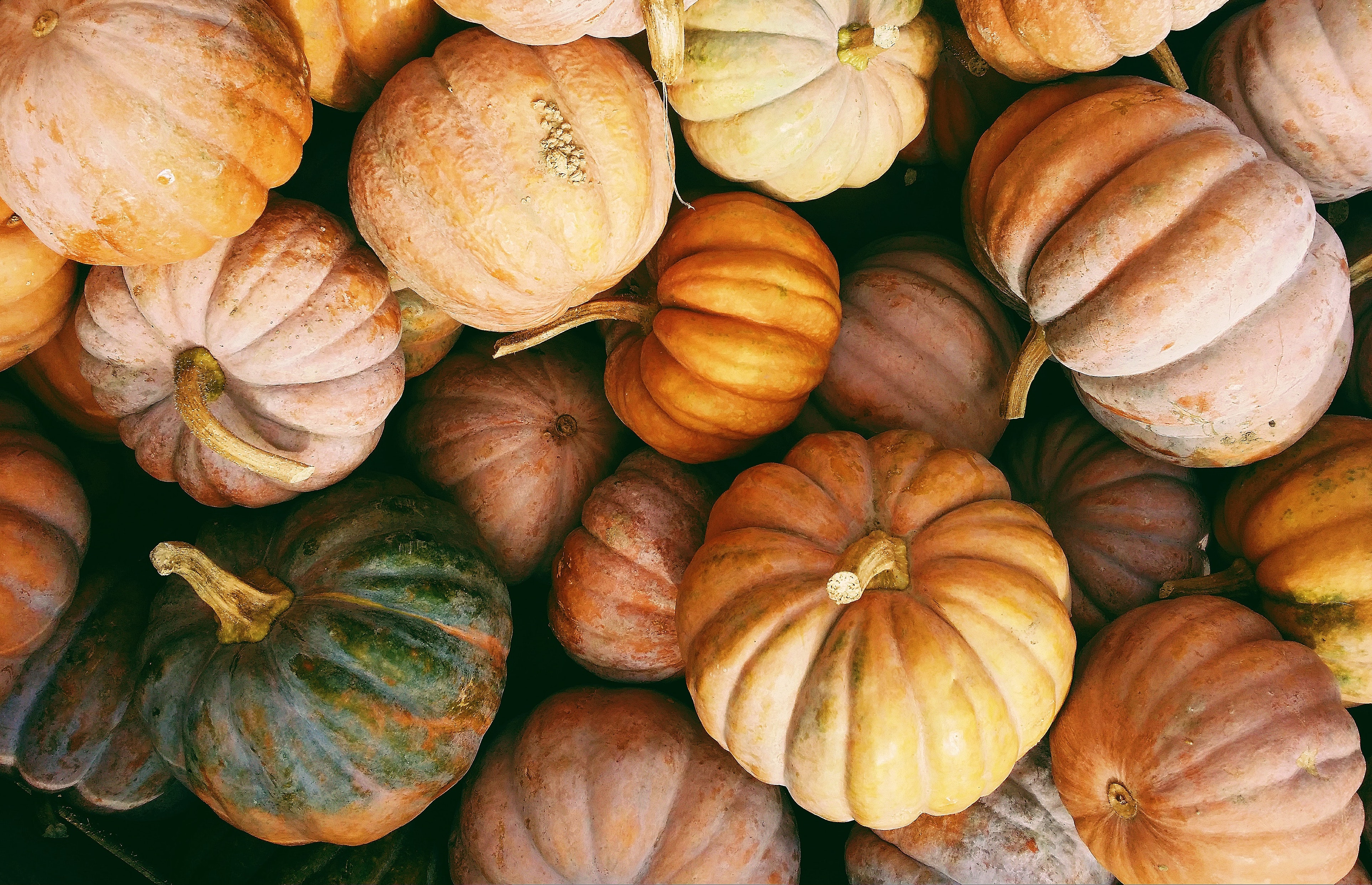 Fall Pumpkins image
