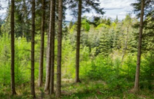 Forest Life Groups Featured Event image