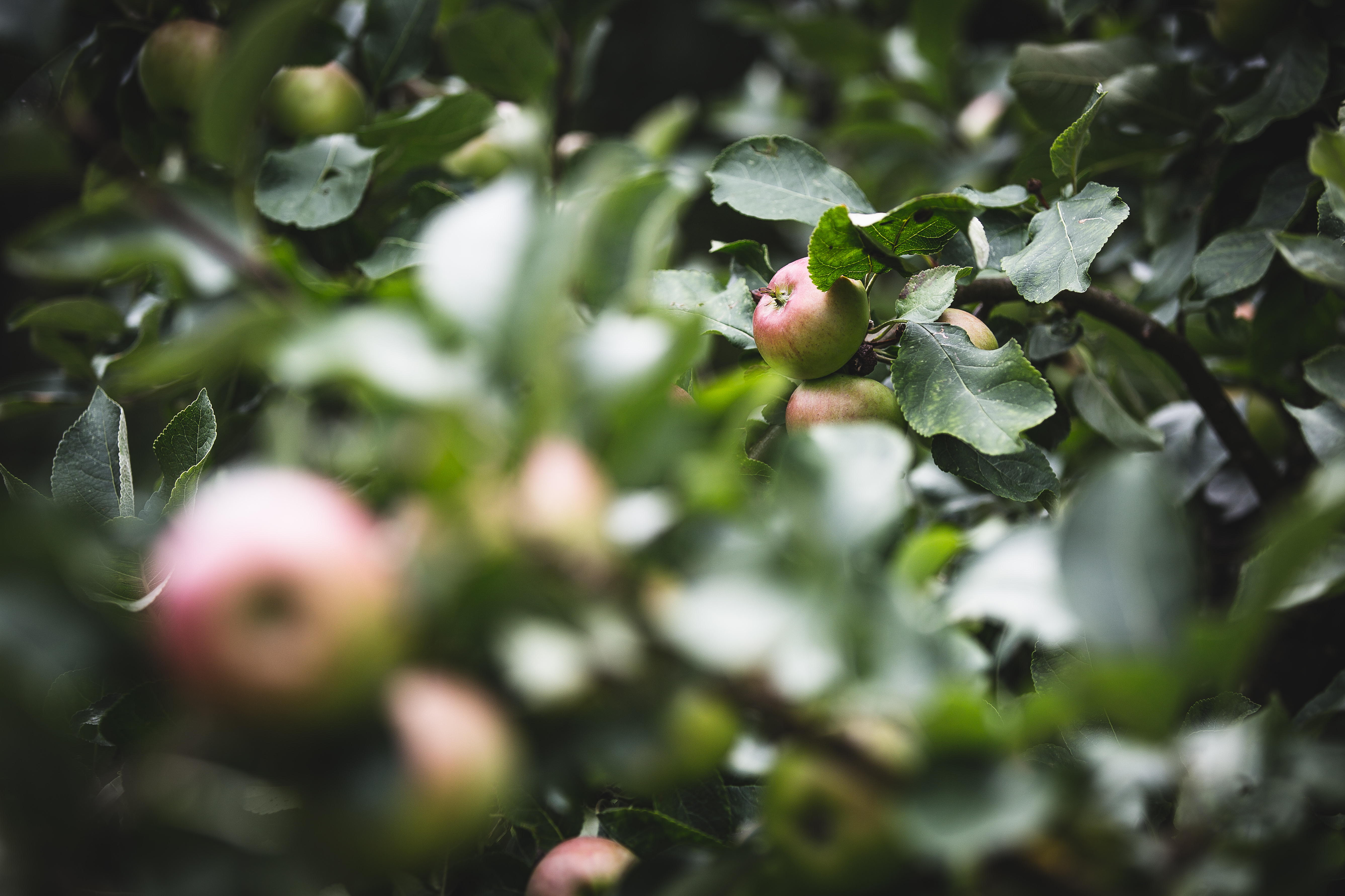 Apple Branch