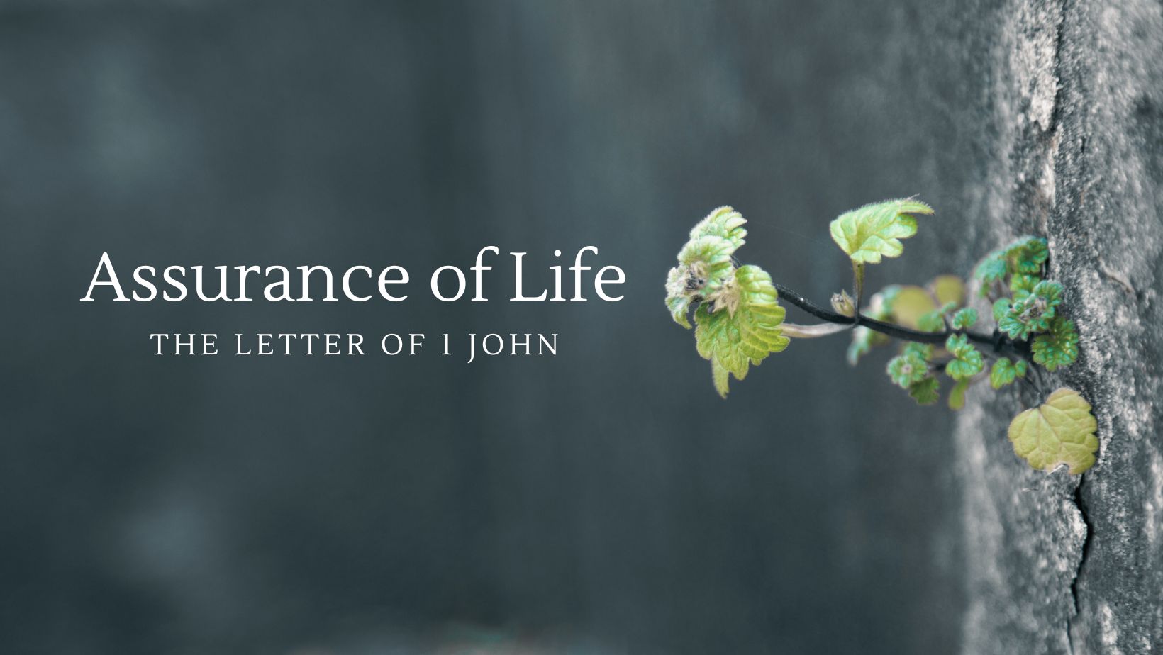 Assurance of Life banner