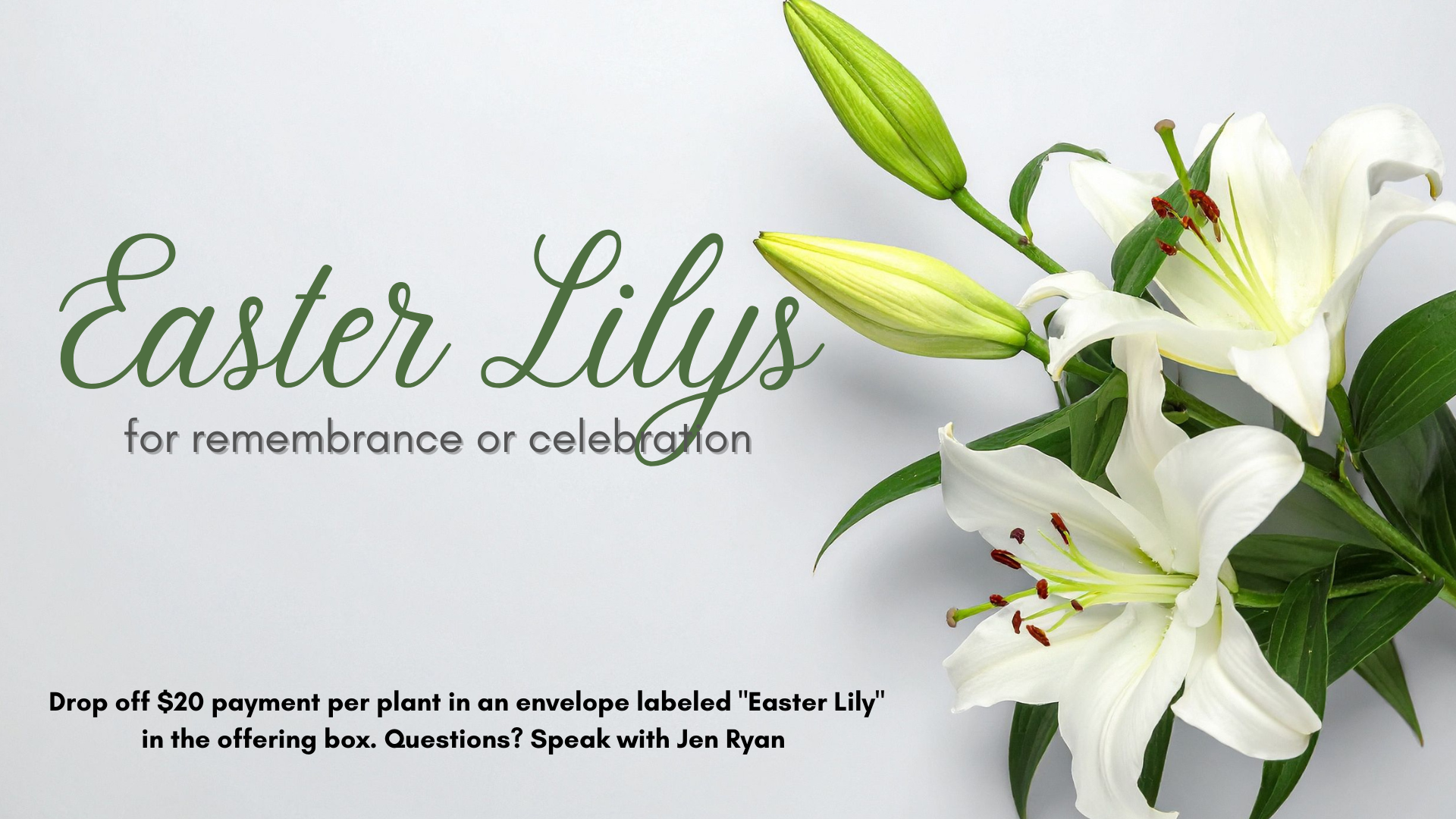 Easter Lilly