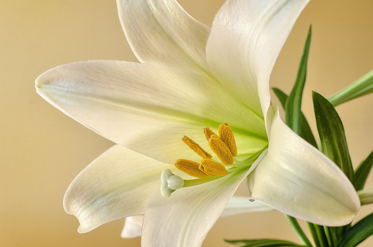 easter lily image