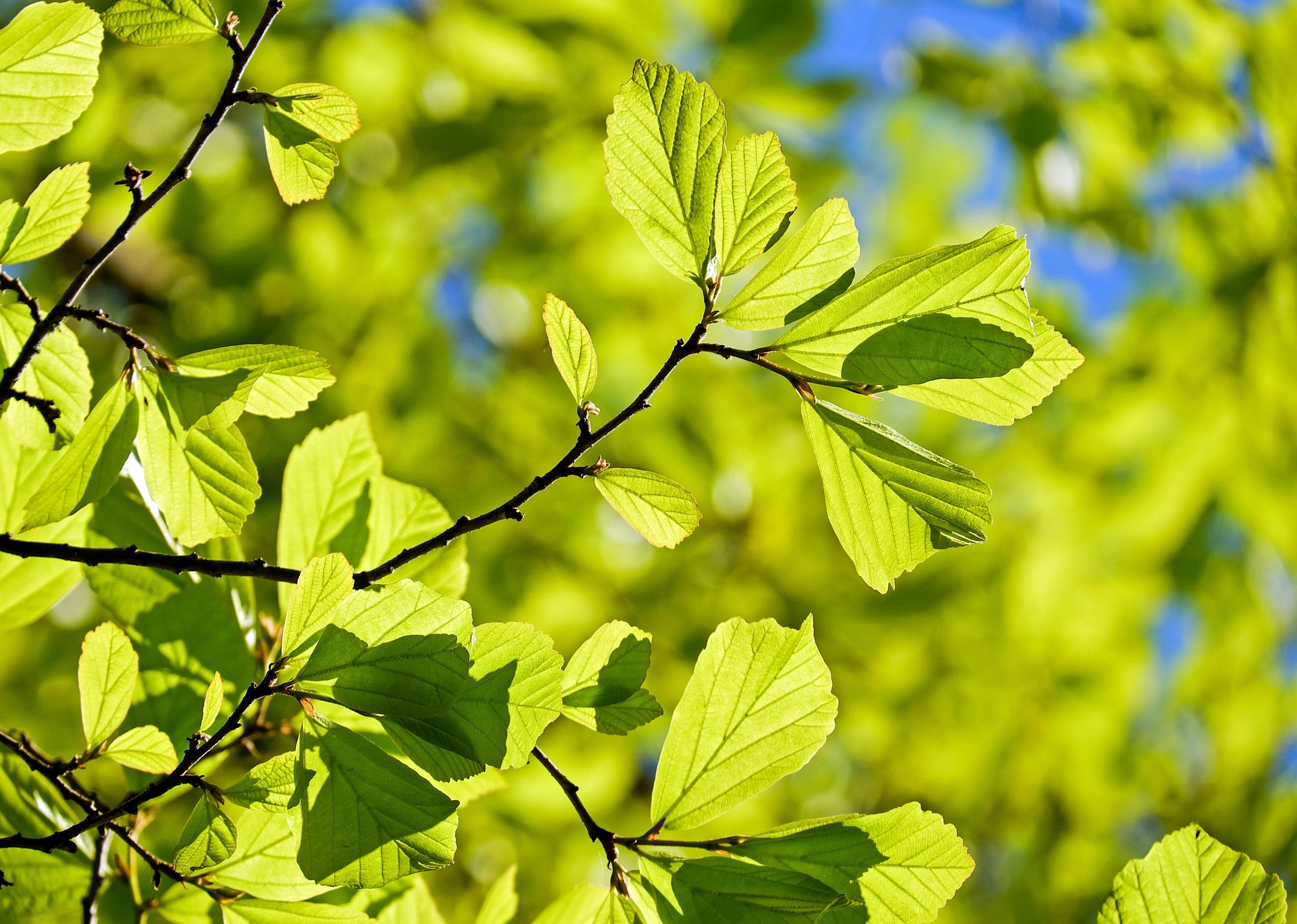 spring leaves