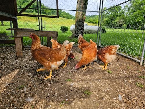 ChickenCloseup.JPG