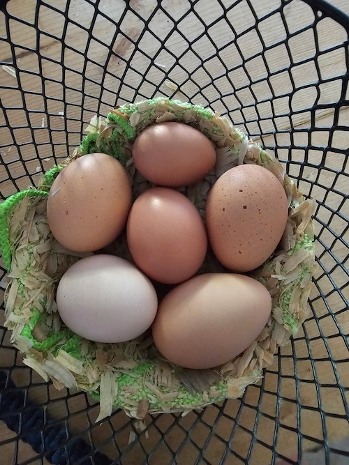 ChickenEggs.JPG