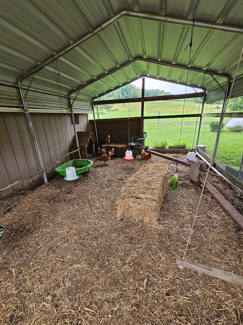 ChickenNewHome.JPG