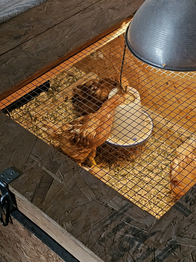 chickens 10.JPG