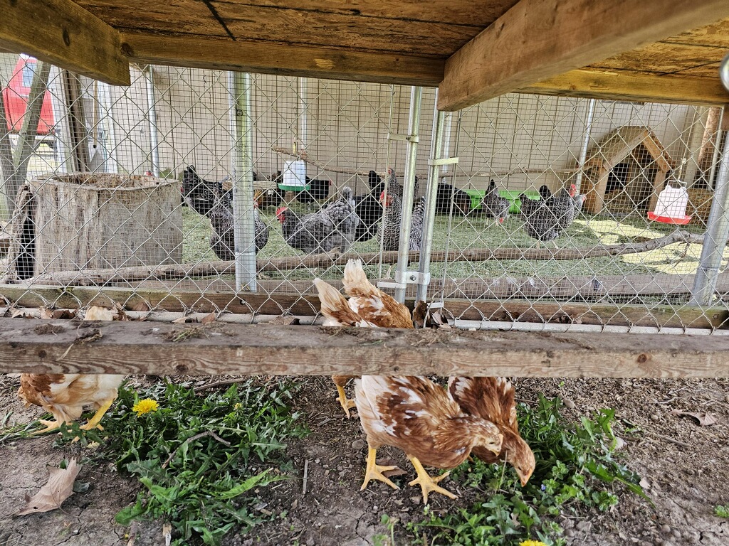 Chickens 7.JPG