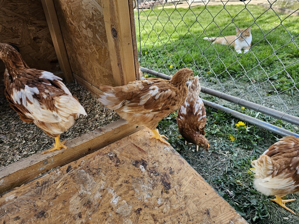 Chickens 9.JPG