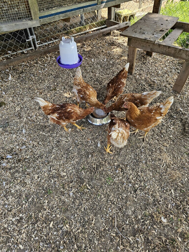 Chickens and Feeding on the Word 1.JPG