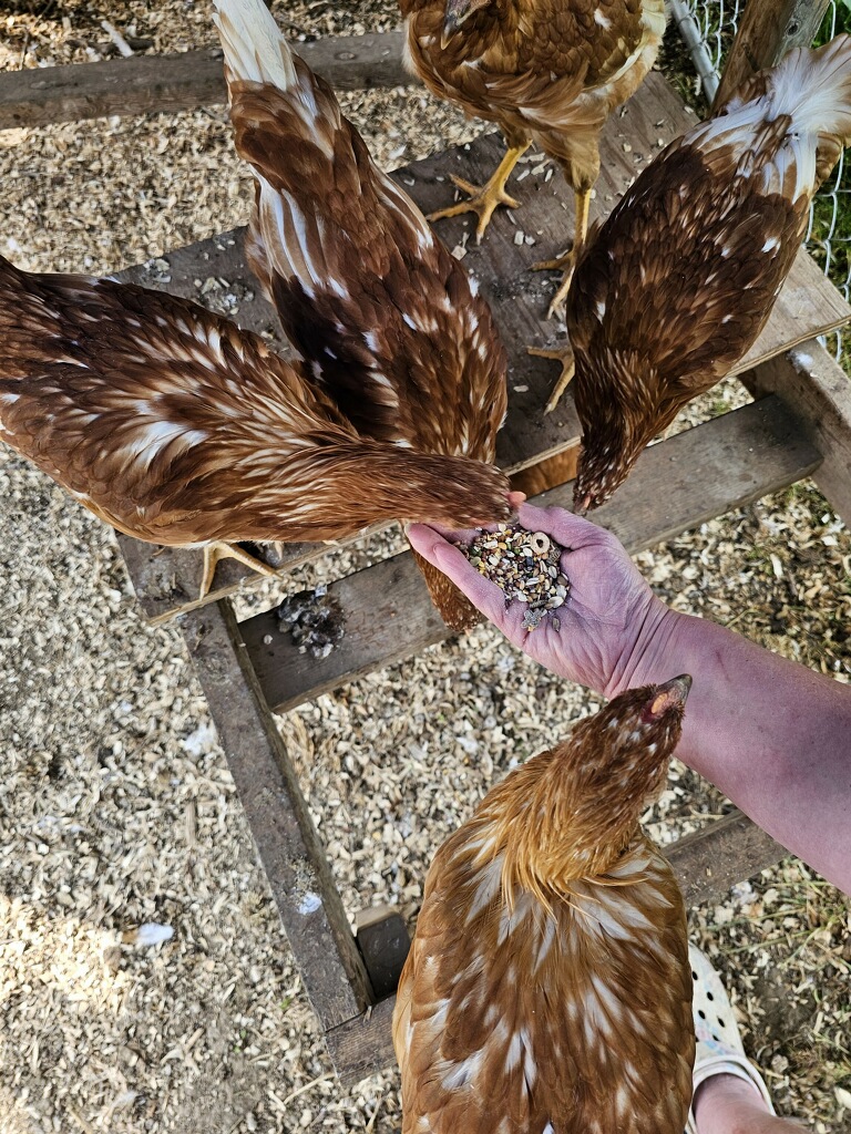Chickens and Feeding on the Word 3.JPG