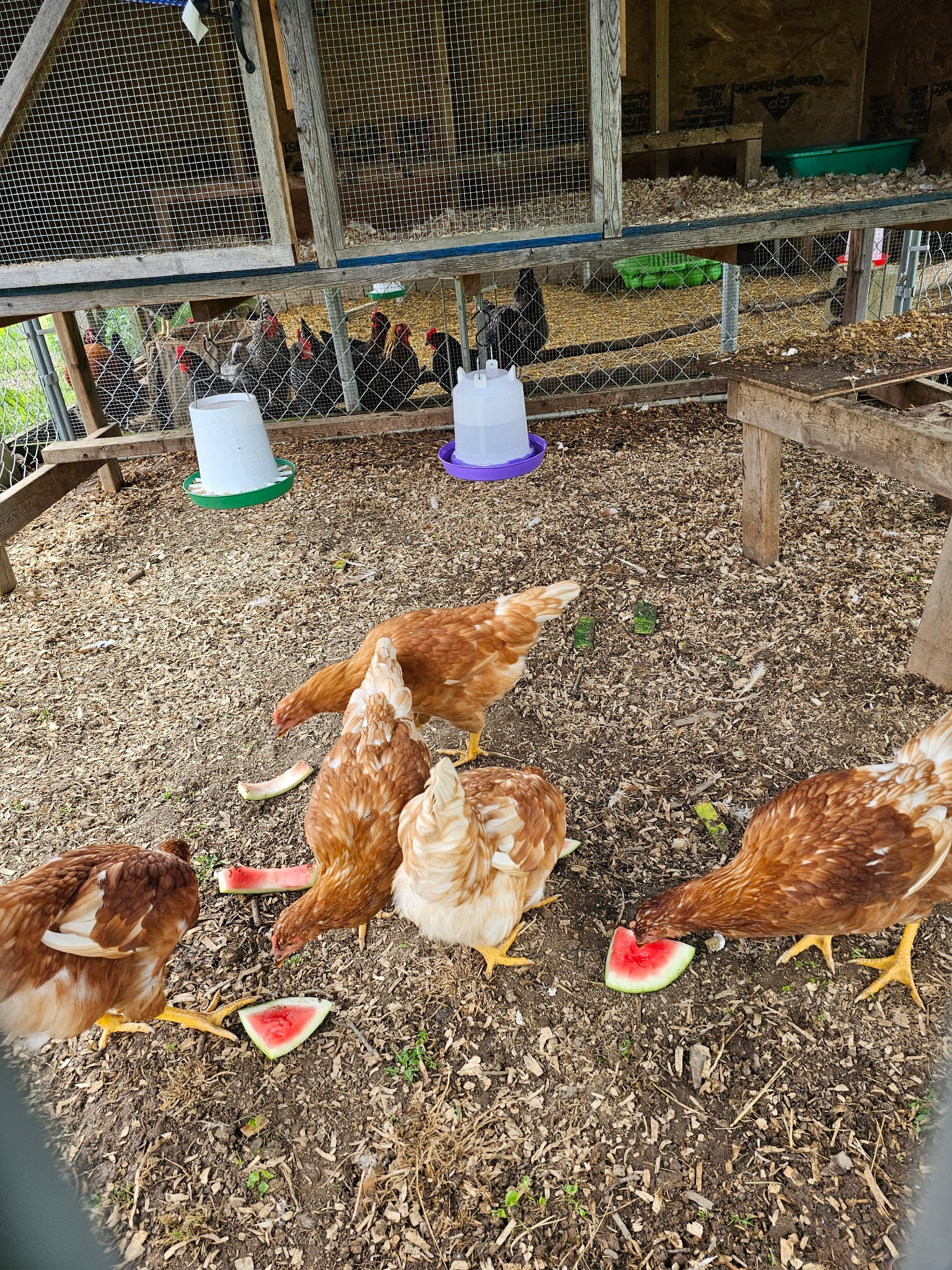 Chickens and Feeding on the Word 4.JPG
