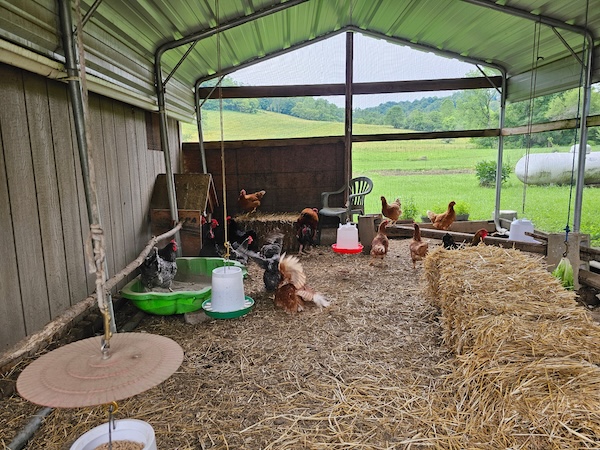 chickensGeneralPopulation2.JPG