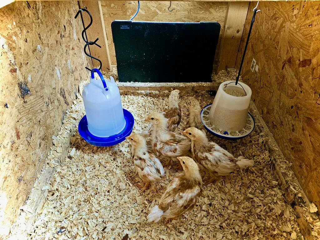Chicks 10