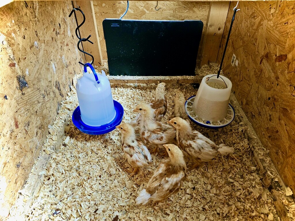 Chicks 10