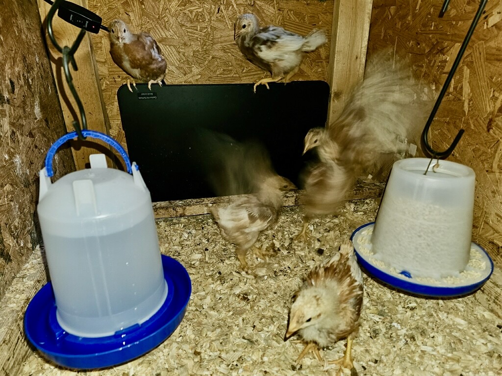 chicks 11