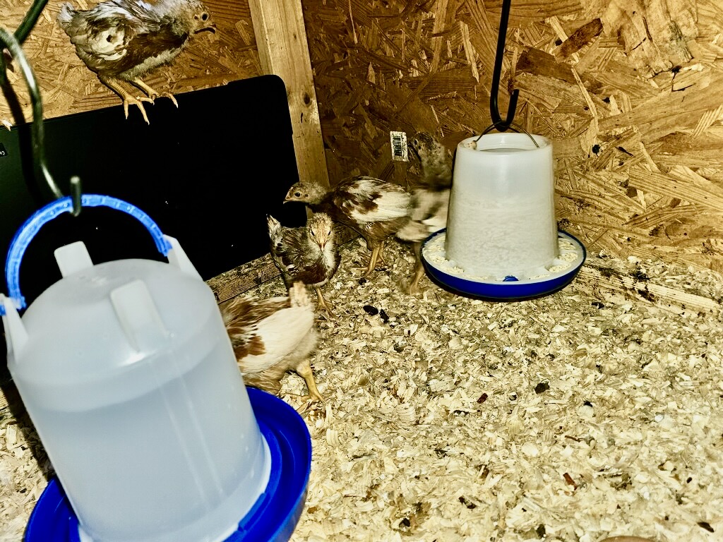 chicks 12