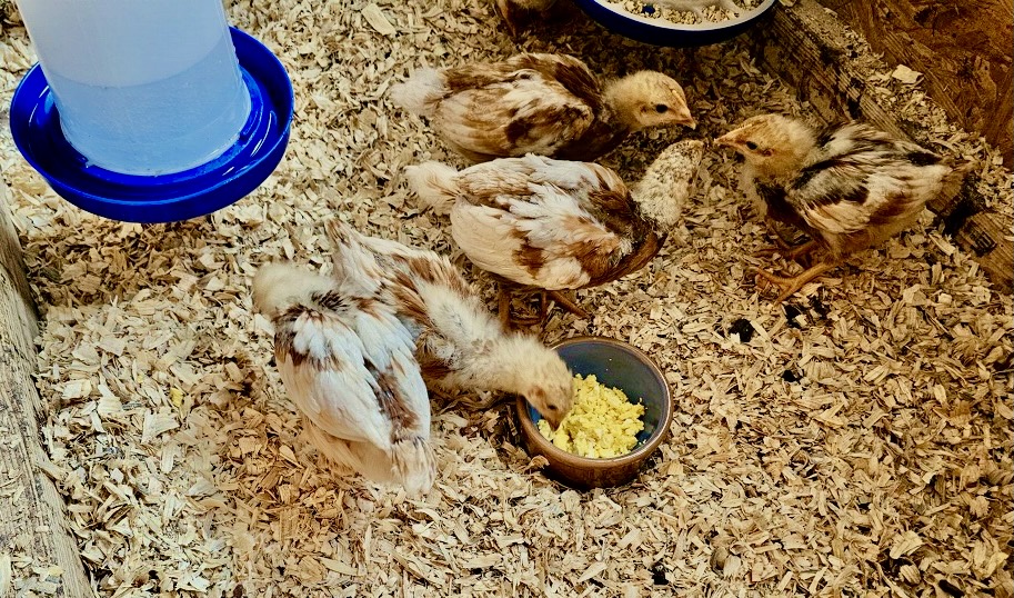 chicks 9