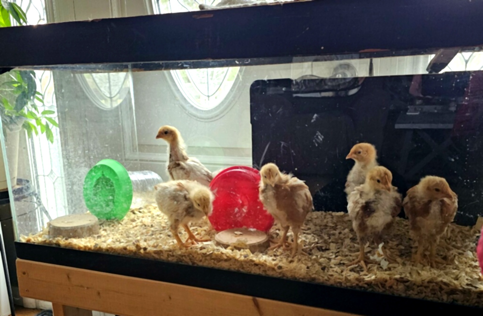 chicks1_clean