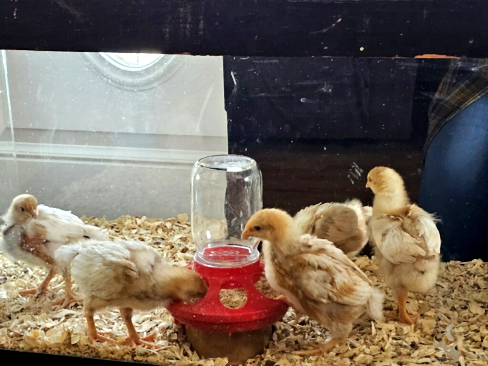 chicks2_clean
