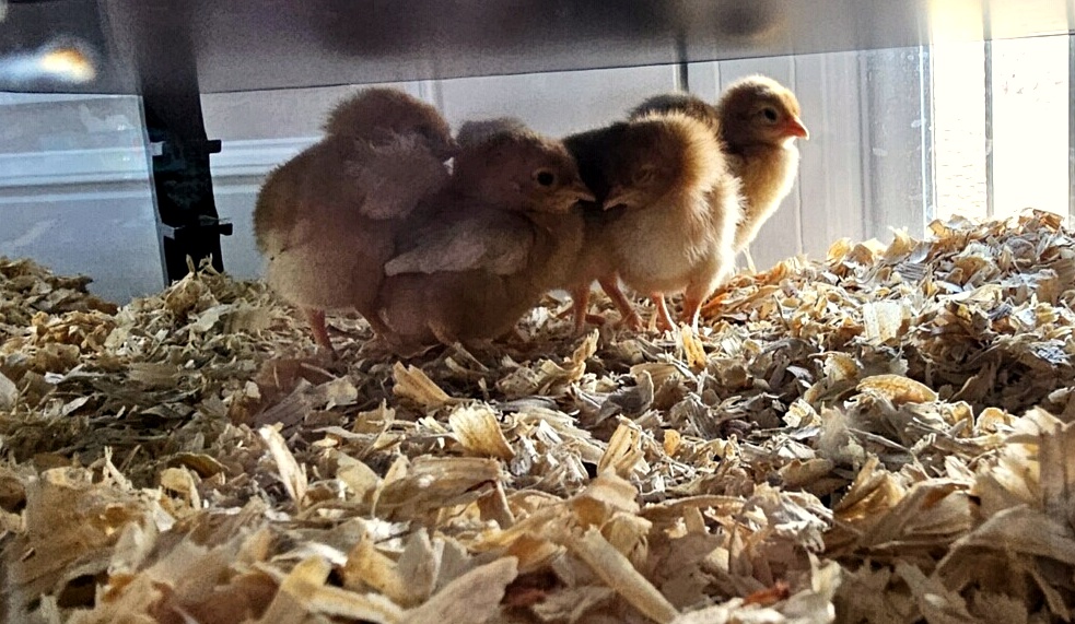 chicks_blog_edit_1