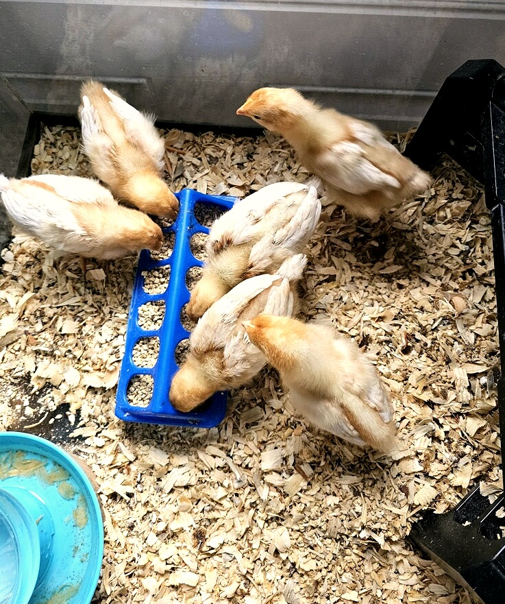 chicks_blog_edit_2