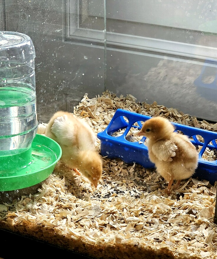 chicks_blog_edit_3