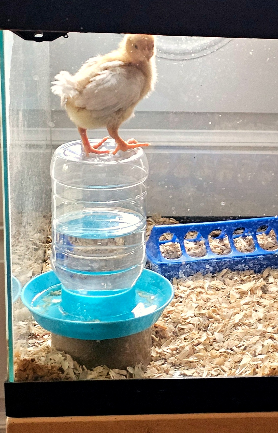 chicks_blog_edit_4