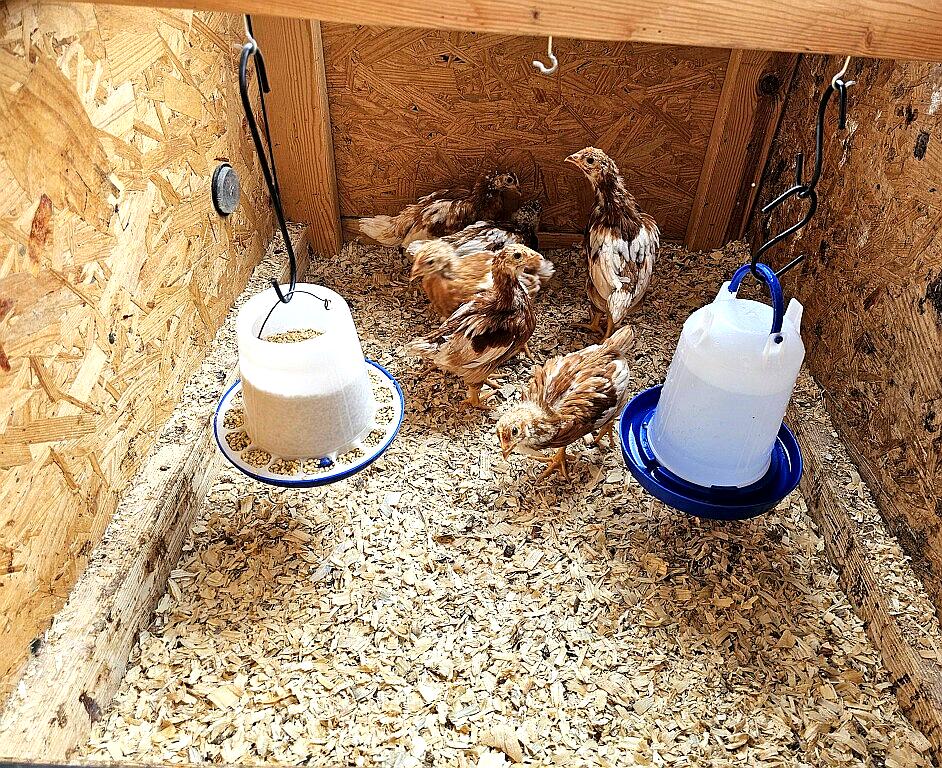 chicks_edited_6