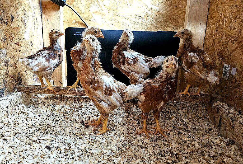chicks_edited_7