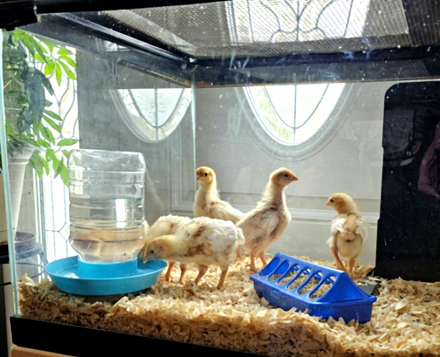 chicks_FINAL_clean_1