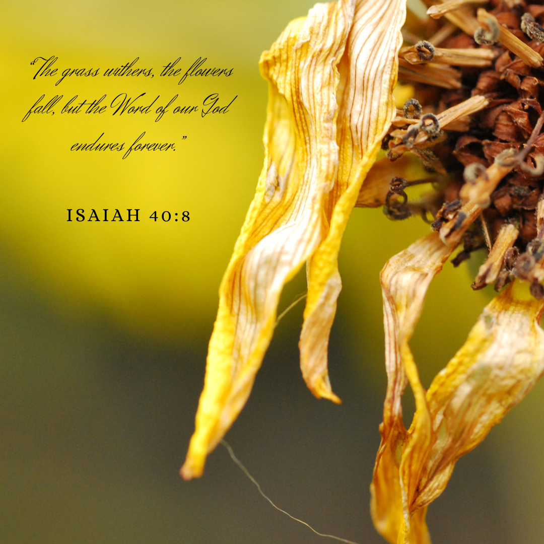 Isaiah 408 “The grass withers, the flowers fall, but the Word of our God endures forever.”