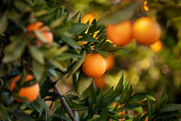 The Fruit of the Spirit image