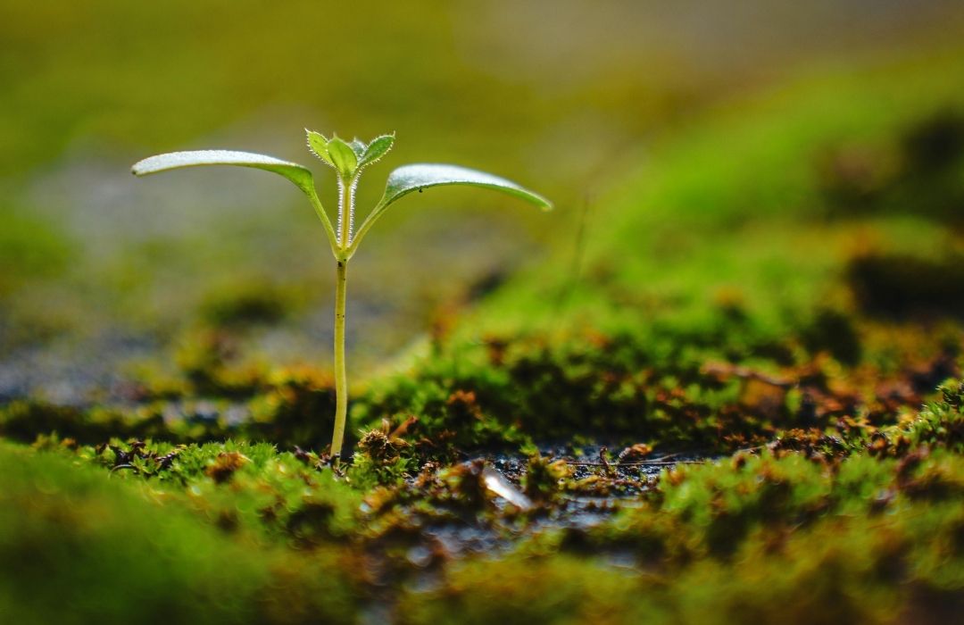 Stewardship image