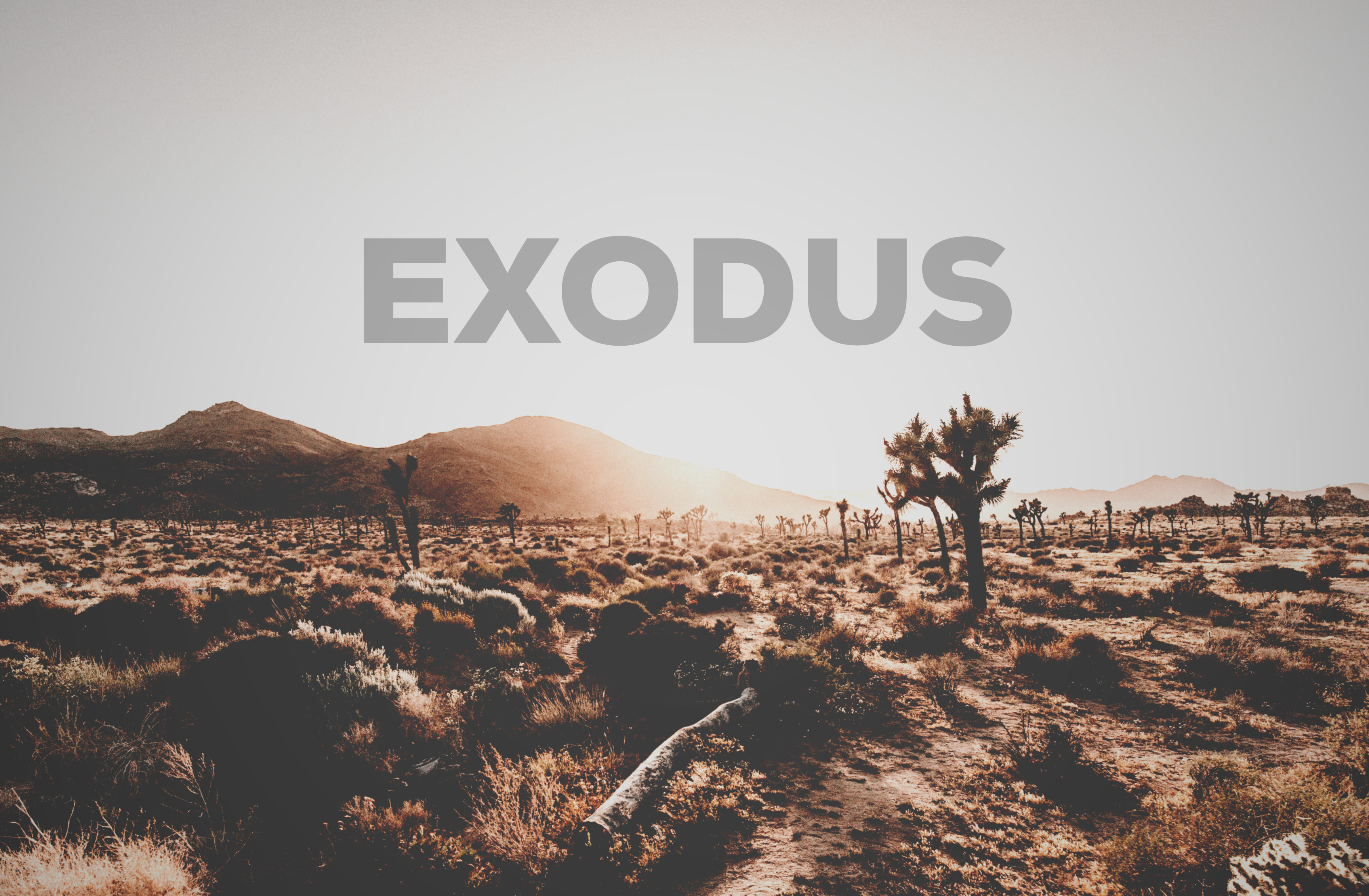 Exodus banner