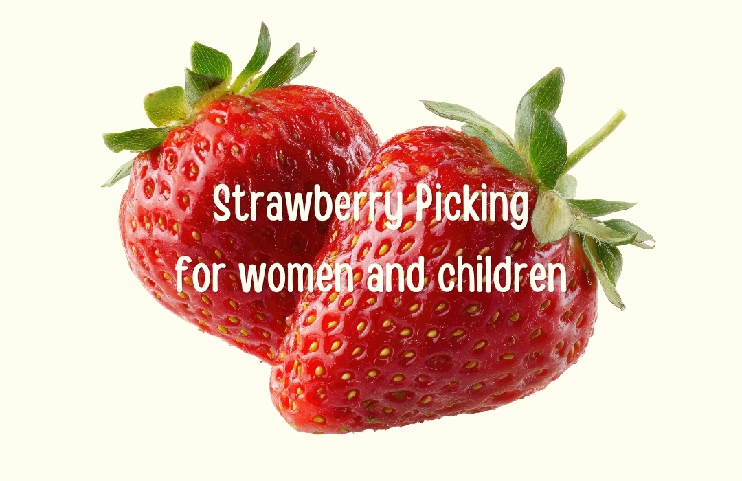 Strawberry Picking 1080 x 780