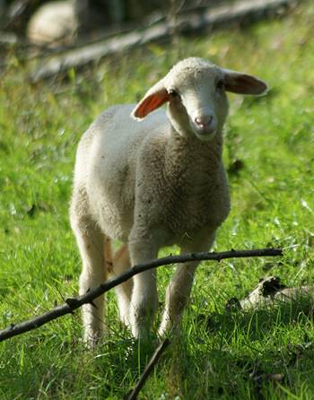 Lamb.thammy-kolb-unsplash.smallest