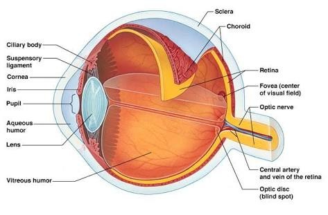 eyeball