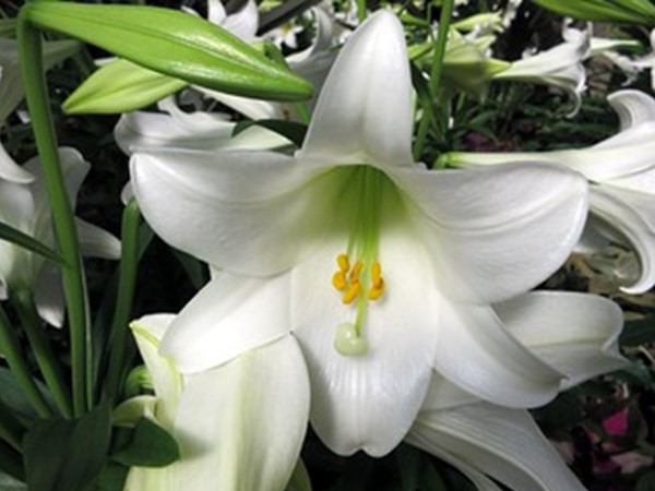 lily image