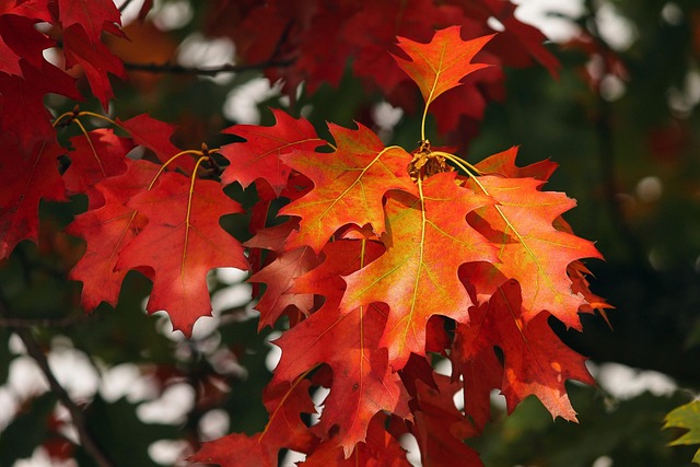 fall-orange-3705550_640 image
