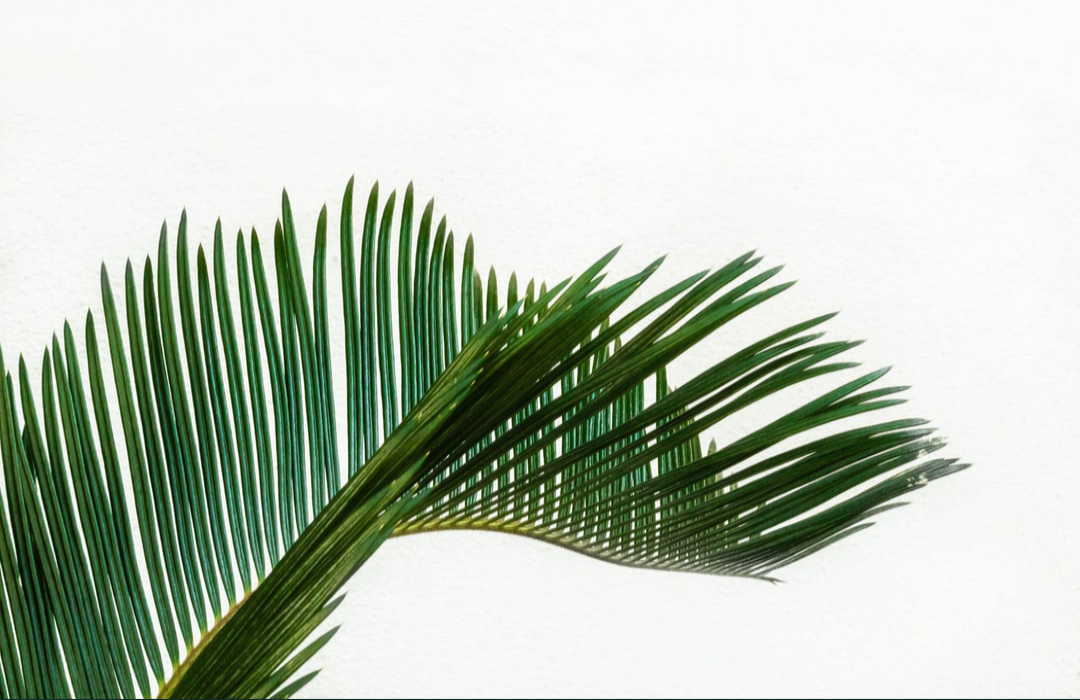 palm image