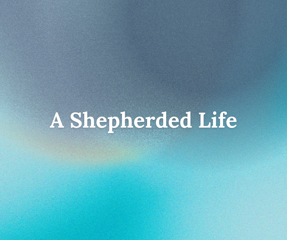 A Sheperded Life series image