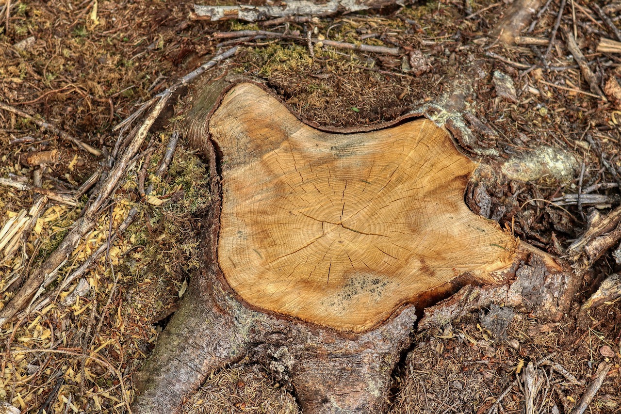tree-stump-ga39f23dcd_1920