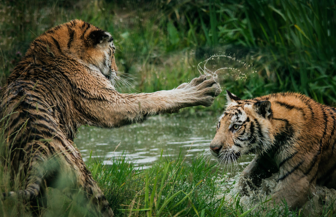 tigers-fighting