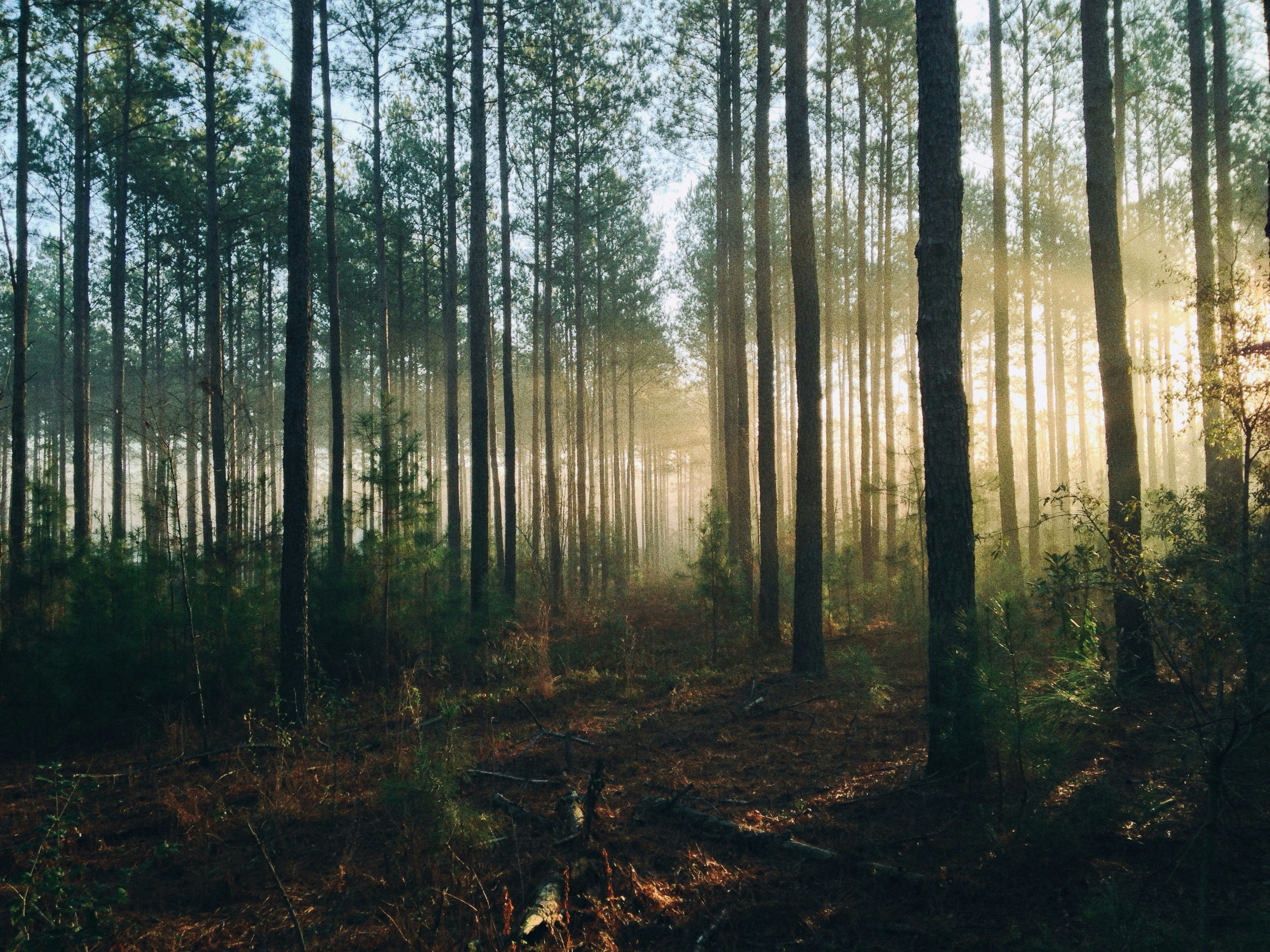 Mountain tree retreat image image