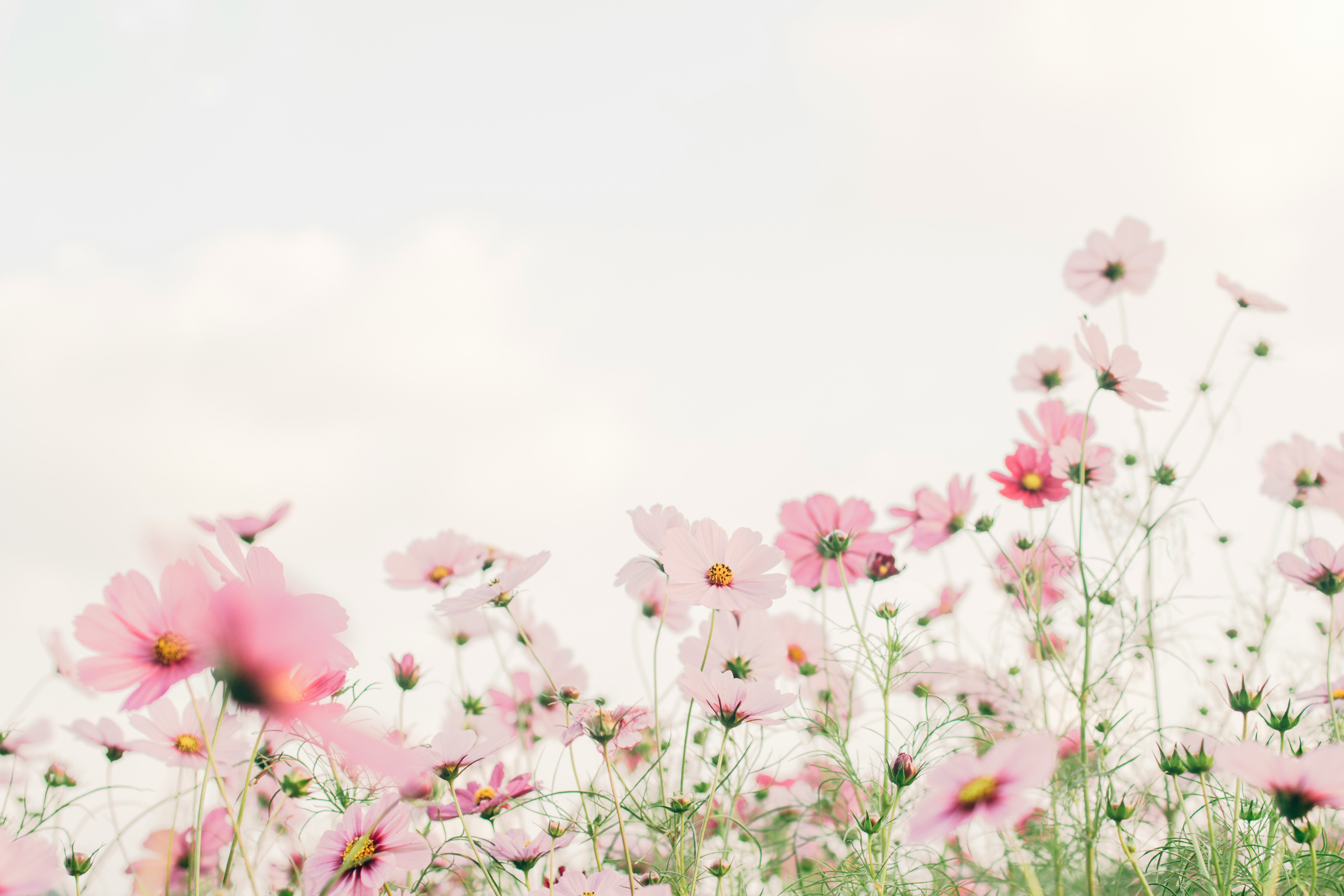 Women summer series flowrs image image